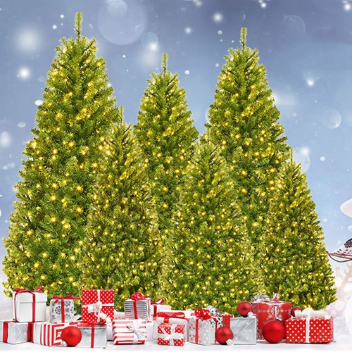 Christmas tree colorado spruce - christmas,